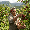 Confiture artisanale de Goyavier- Recette traditionnelle de la Réunion.